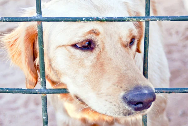 Dies Ist Mein Erster Labrador Seinem Käfig Mit Trauriger Stimmung — Stockfoto