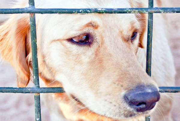 Este Primer Labrador Mascota Jaula Con Estado Ánimo Triste — Foto de Stock