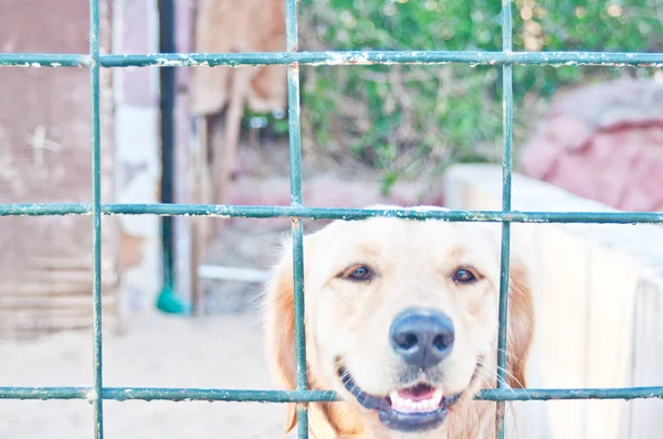 Jest Mój Pierwszy Pet Labrador Jego Klatce Smutny Nastrój — Zdjęcie stockowe