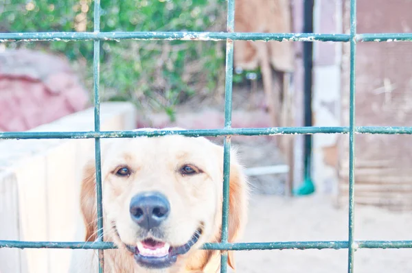 Dies Ist Mein Erster Labrador Seinem Käfig Mit Trauriger Stimmung — Stockfoto