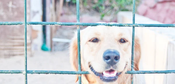 Jest Mój Pierwszy Pet Labrador Jego Klatce Smutny Nastrój — Zdjęcie stockowe