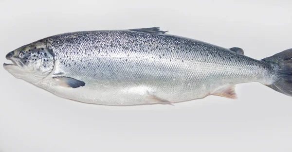 Peixes Salmão Atlântico Isolados Sobre Fundo Estúdio Branco — Fotografia de Stock