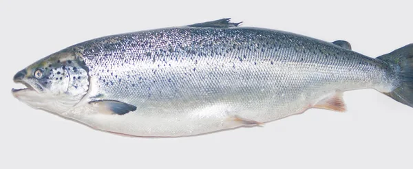 Atlantic Salmon Fiskar Isolerad Vit Studio Bakgrund — Stockfoto