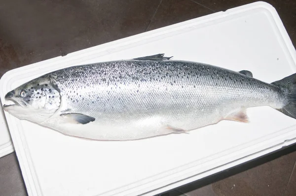 Peixes Salmão Atlântico Isolados Sobre Fundo Estúdio Branco — Fotografia de Stock