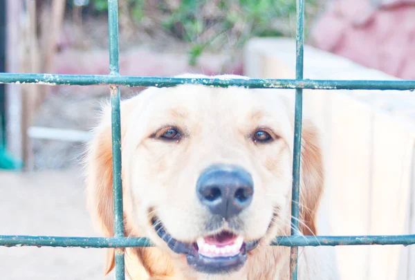 Jest Mój Pierwszy Pet Labrador Jego Klatce Smutny Nastrój — Zdjęcie stockowe