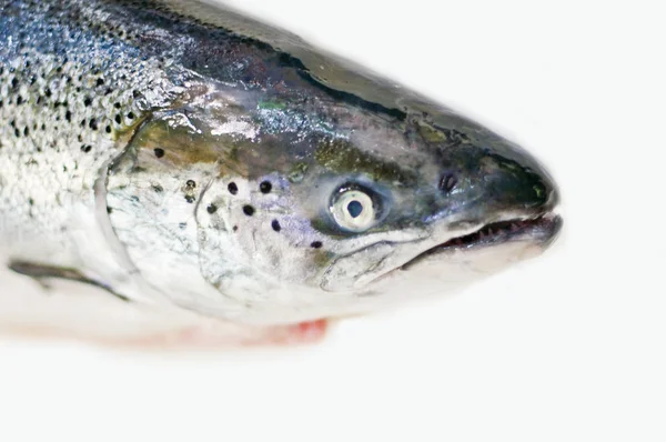 Atlantic Salmon Fiskar Isolerad Vit Studio Bakgrund — Stockfoto