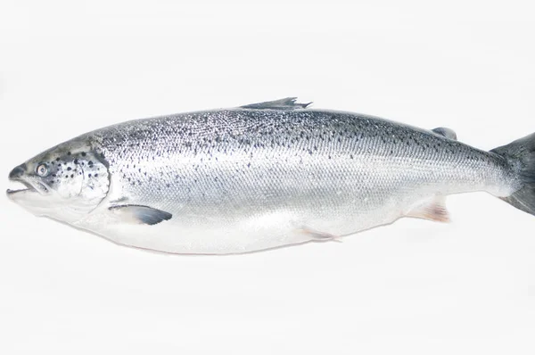 Peixes Salmão Atlântico Isolados Sobre Fundo Estúdio Branco — Fotografia de Stock