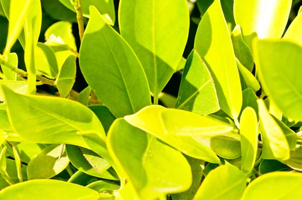 Césped verde o campo con varios tipos de planta verde o vista de hierba desde la parte superior Imagen de stock