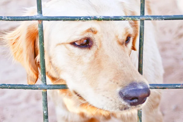 Este Primer Labrador Mascota Jaula Con Estado Ánimo Triste Fotos de stock