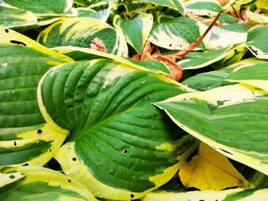 Güzel eğreltiotu yaprakları yeşil yapraklar güneş ışığında doğal çiçek eğreltiotu arkaplanı.