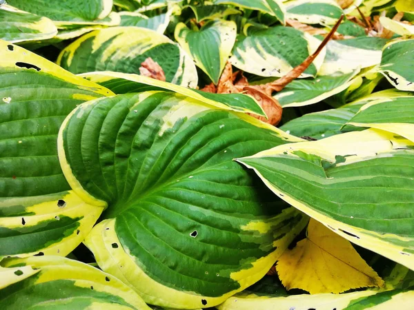 Güzel eğreltiotu yaprakları yeşil yapraklar güneş ışığında doğal çiçek eğreltiotu arkaplanı.