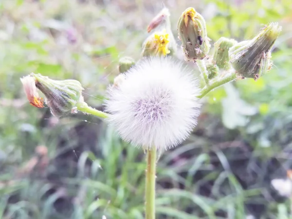 White Fluffy Dandelions Natural Green Blurred Spring Background Selective Focus — Stock Photo, Image