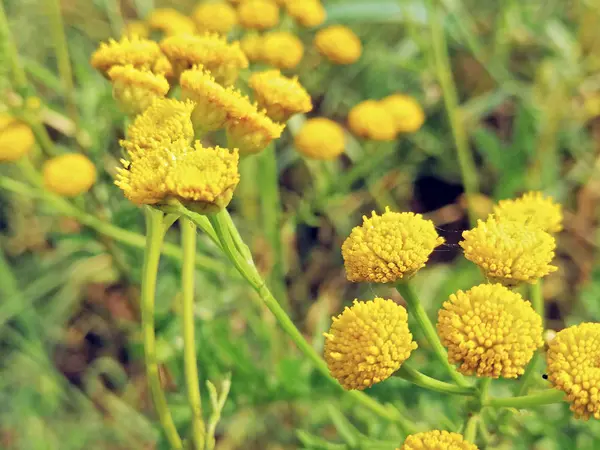 Lot Camomile Flowers Summer Meadow — Stock Photo, Image