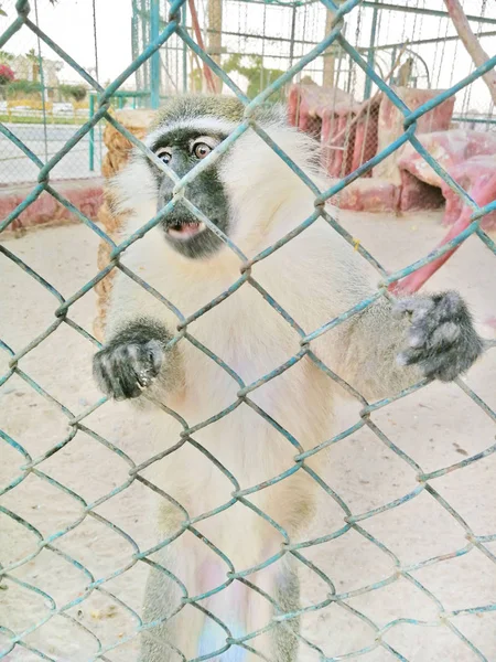 Barbarie Macaque Derrière Les Barreaux Mange Une Noix — Photo