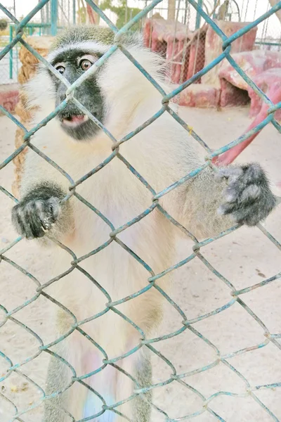 Macaco Barbaro Dietro Sbarre Mangia Una Noce — Foto Stock