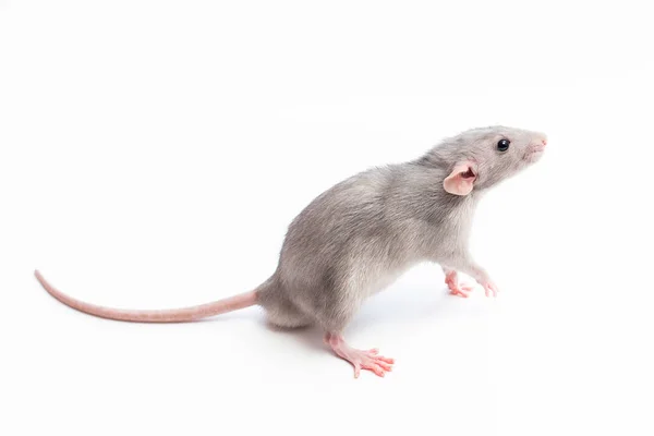老鼠在白色背景 是侧向 宠物鼠 粉红色的耳朵 黑眼睛 观赏性的兰博鼠 — 图库照片
