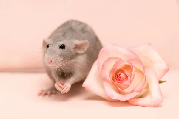 Una Rata Muy Linda Una Rata Junto Una Rosa Sobre — Foto de Stock