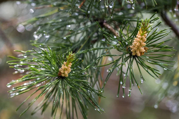 Pine branch after rain.Pine tree with raindrops. Bokeh