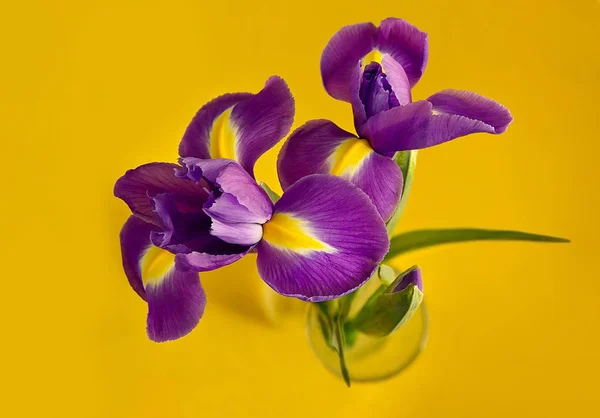 Drie Paarse Iris Een Gele Achtergrond Extra Kleuren Mooi Boeket — Stockfoto