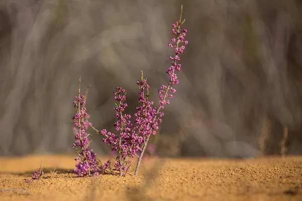 タマリクス ramosissima。咲いてタマリクス。砂漠の植物, マクロ, ピン — ストック写真