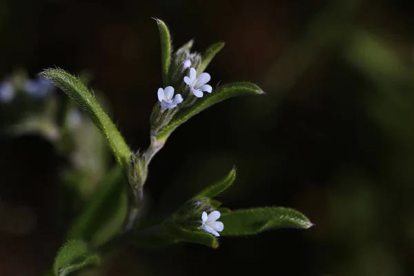 Forget-me-not kwiat na ciemnym tle. Okrytonasienne — Zdjęcie stockowe