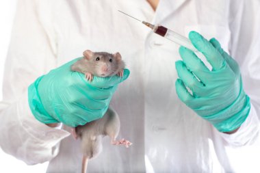 Dambo fare üzerinde beyaz izole bac a hayvan hastalıklarıyla ilgili ellerinde