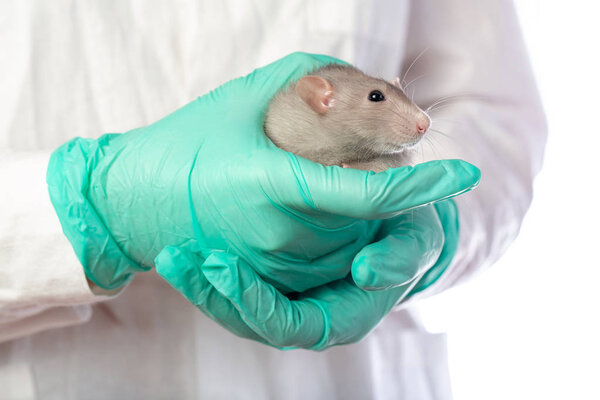 Dambo rat on the hands of a veterinarian on a white isolated bac