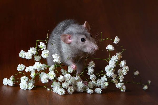 Charming dambo rat with gypsophila flowers on a brown background — Stock Photo, Image