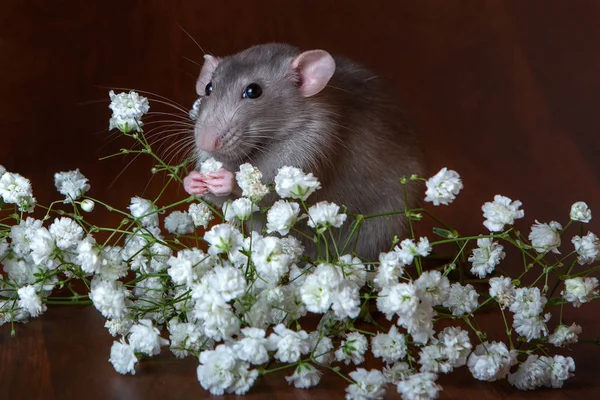 Charmiga dambo råtta med gypsophila blommor på brun bakgrund — Stockfoto