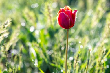 Schneider'ın kırmızı lale alan, cose-up, bokeh üzerinde.