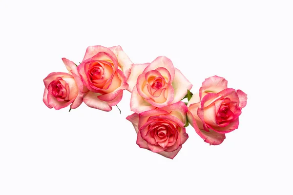 Cinque rose rosa su sfondo bianco, belle rose fresche , — Foto Stock