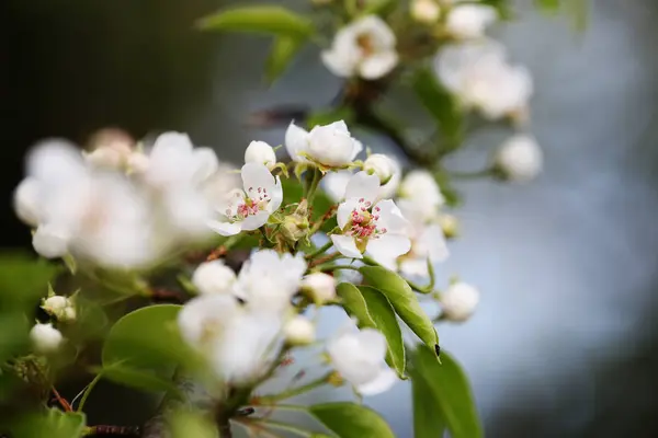 녹색 배경에 꽃 배입니다. 봄 화창한 날. — 스톡 사진