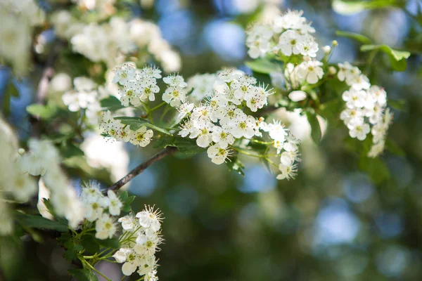 Blühende Zweige des Weißdorns. der erste Frühling grünlich. Frühling — Stockfoto