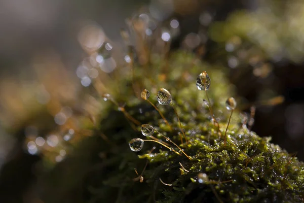 Hypnum moss cypress z rosy w lesie, zbliżenie, bokeh — Zdjęcie stockowe