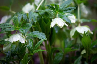 Damla çiçek Karaca ot. Bahar günü, yakın çekim. 