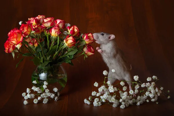 Charmig råtta på bakbenen nosar blommor. Brun bakgrund. — Stockfoto