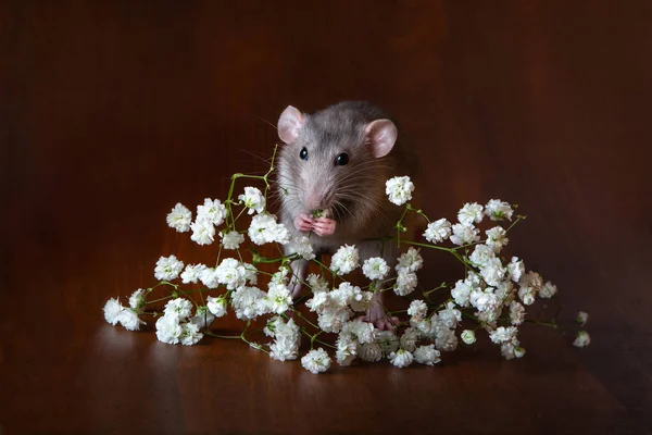 Charming dambo rat with gypsophila flowers on a brown background — Stock Photo, Image