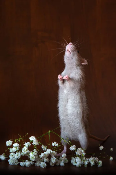 Una rata encantadora en sus patas traseras. Fondo marrón. Imagen festiva — Foto de Stock