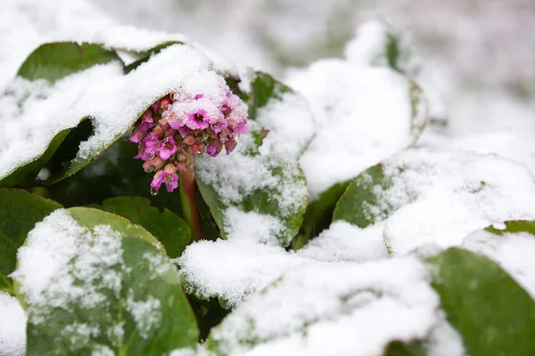 Bergénie květiny pod sněhem. Přírodní katastrofy. — Stock fotografie