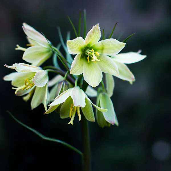 Primrose on a dark background. Spring day in the park. Daylilies — Stock Photo, Image