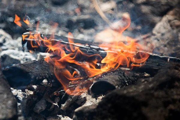 Fire close up. Burning wood