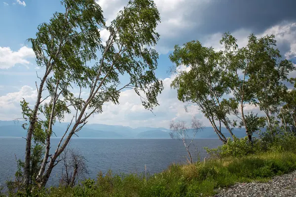 Birken am See, sonniger Sommertag. — Stockfoto