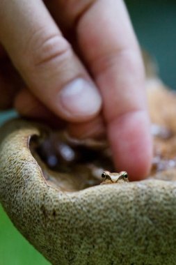 Küçük kurbağa üzerinde büyük bir mantar oturur. yakın çekim. Rahipler 