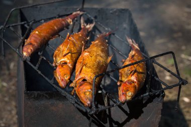 Füme balık ızgara. Gri-siyah arka plan üzerinde altın balık