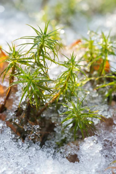 Moss sphangnum printemps jour. De la mousse dans la neige. Bokeh, jour du printemps . — Photo