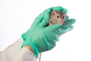 Dambo fare üzerinde beyaz izole bac a hayvan hastalıklarıyla ilgili ellerinde