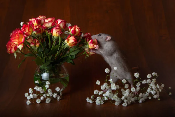 Charmig råtta på bakbenen nosar blommor. Brun bakgrund. — Stockfoto