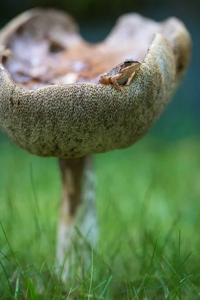 The little frog sits on a large mushroom. Forest, close-up.