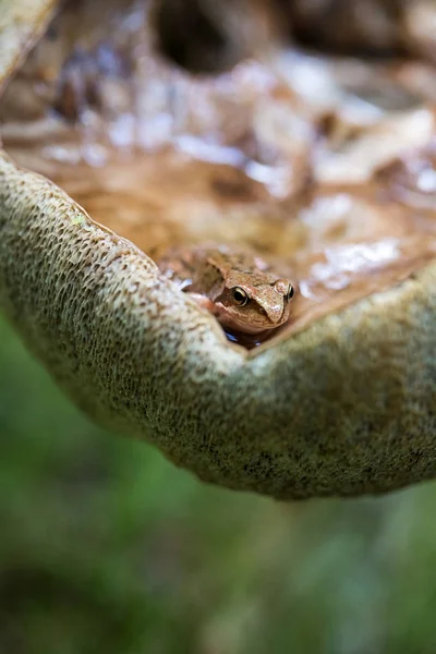 The little frog sits on a large mushroom. Forest, close-up.