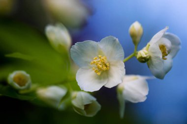 Çerçeveli arka planda çiçekli şube. Chibushnik Bloom. 